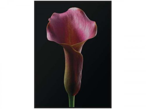 Картина квітка TOIR26568
розмір 103X143 см