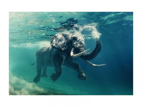 Картина  ELEPHANT 120X80