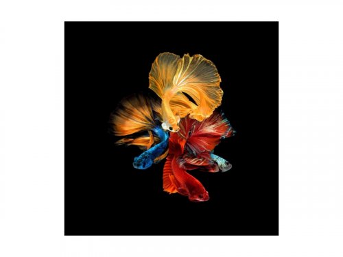 Картина BETTA II 80X80