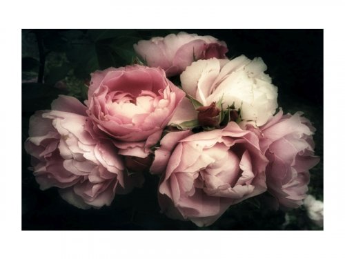 Картина FLOWERS I (Цветы) 120X80 см