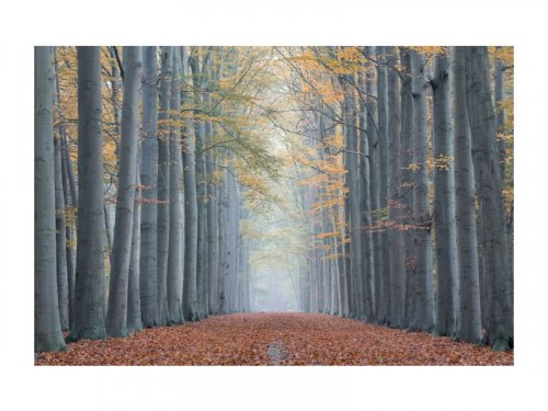 Картина TREES II 120X80