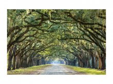 Картина TREES I 120X80