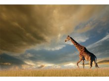 Картина GIRAFFE 120X80