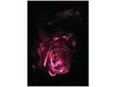 Картина троянда TOIR25601
розмір 120х80 см