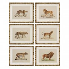 Prints Lion, Tigre, Jaguar set of 6